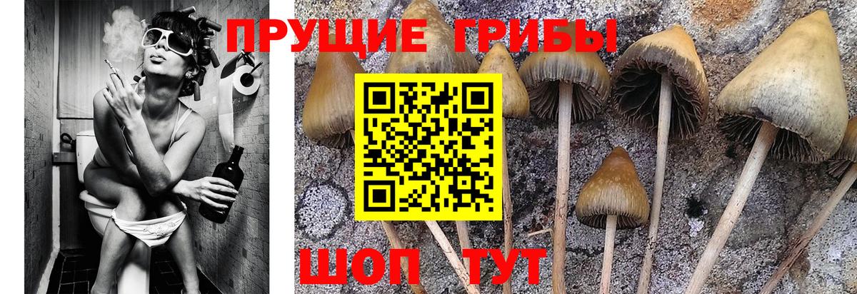 Нижний Новгород  Псилоцибиновые грибы прущие грибы  Вход с VPN 